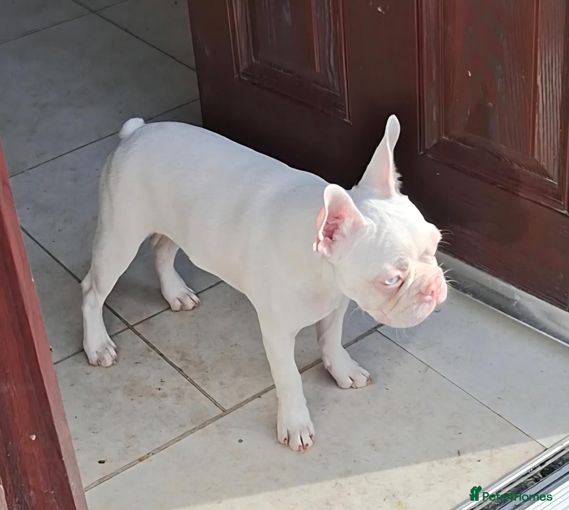Boston Terrier dogs for sale: Uniqie/Rare White Boston Terrier Boys  - Advert 1