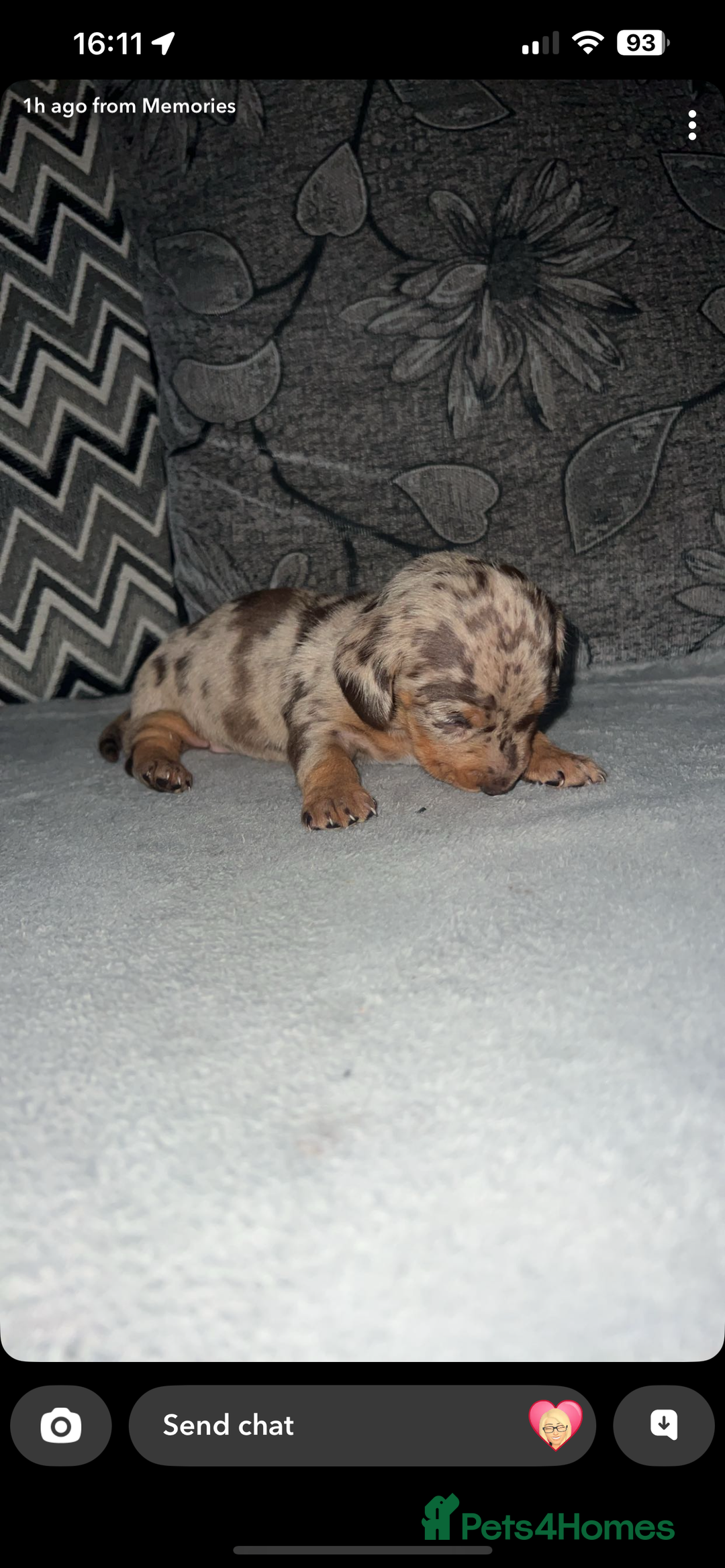 Miniature Dachshund dogs for sale: Mini dauchunds puppies - Advert 19