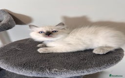Ragdoll cats for sale: Last Girl & Boy beautiful Ragdolls - Image 7