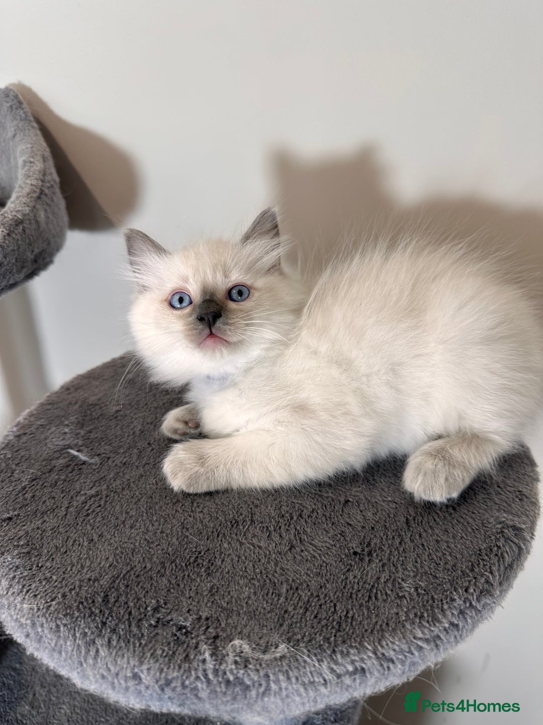 Ragdoll cats for sale: Last Girl & Boy beautiful Ragdolls - Image 7