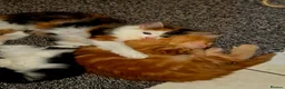 Mixed Breed cats for sale: 3 Beautiful Fluffy Kittens Looking for Homes - Advert 18