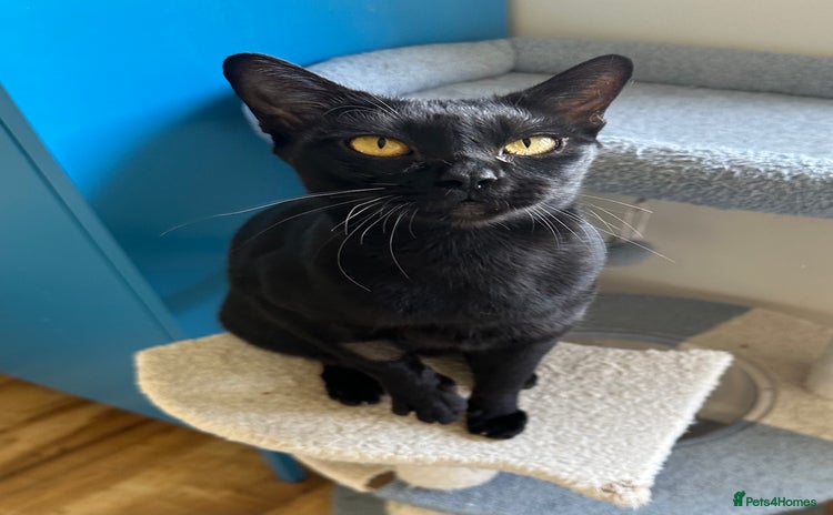 Bombay cats - Advert 1