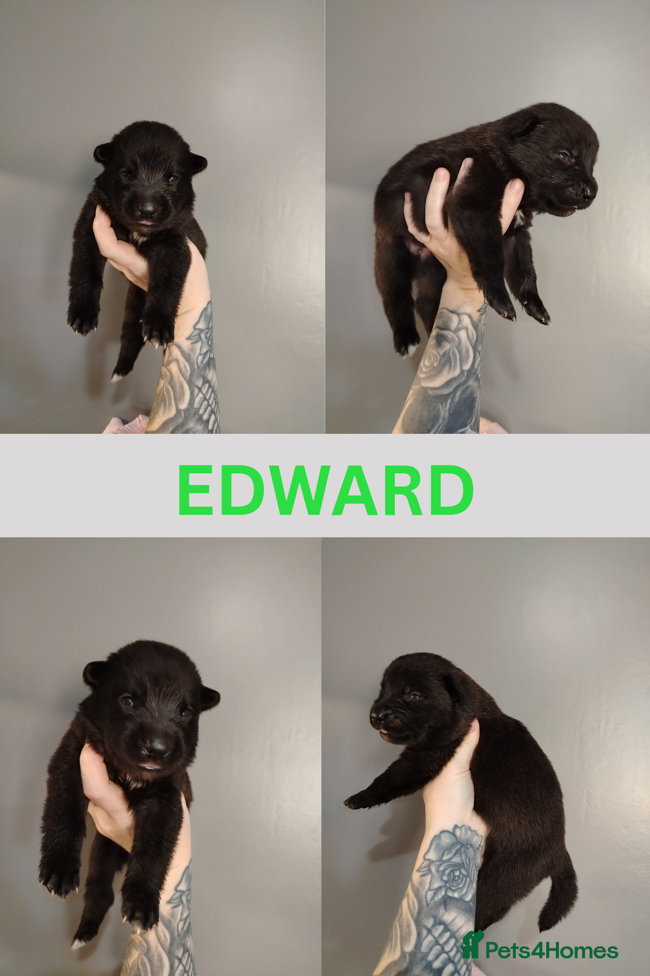 Mixed Breed dogs German Shepherd cross puppies.  - Advert 2