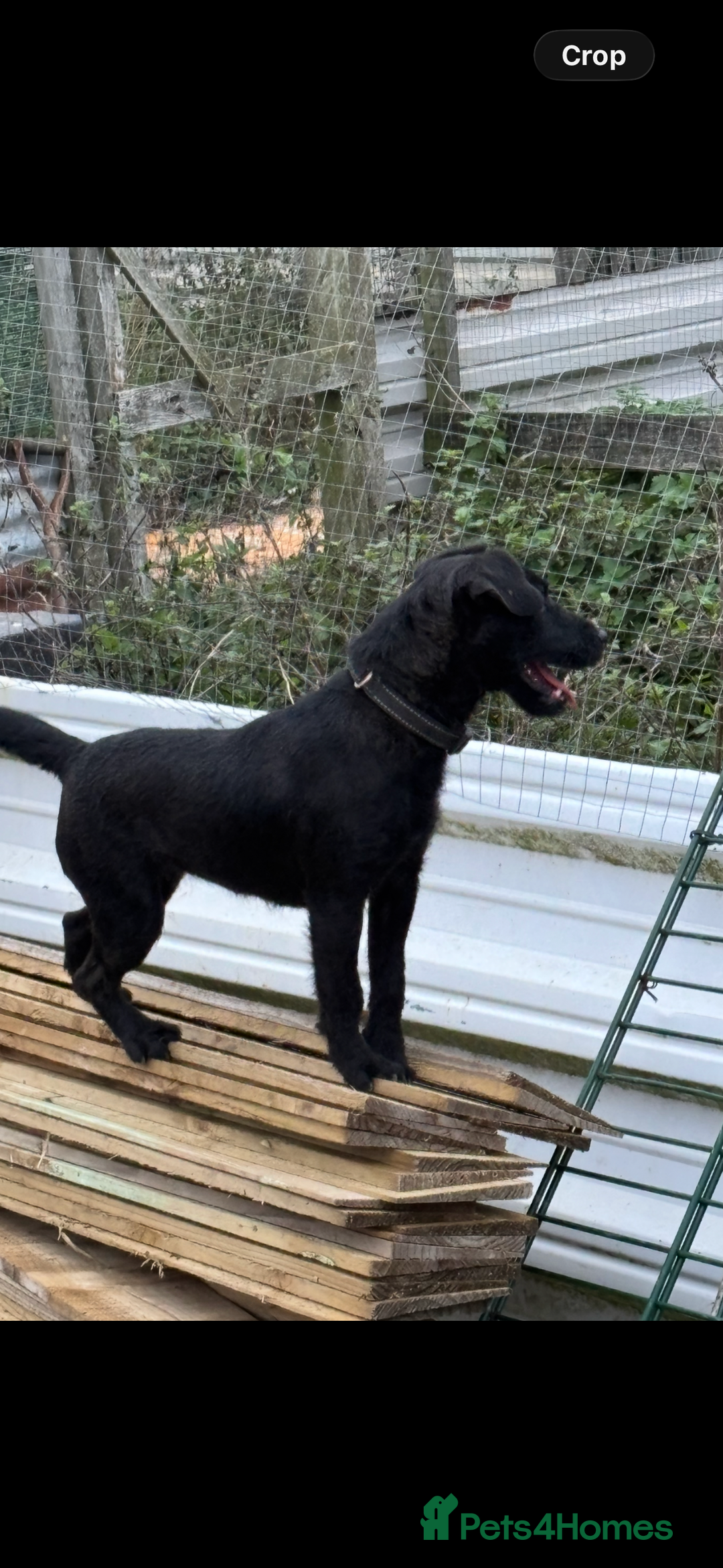 Patterdale Terrier dogs for sale: Patterdale terrier bitch  - Advert 2