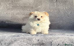 Siberian Husky dogs for sale: Stunning exotic colour chowsky puppies for sale  - Image 19