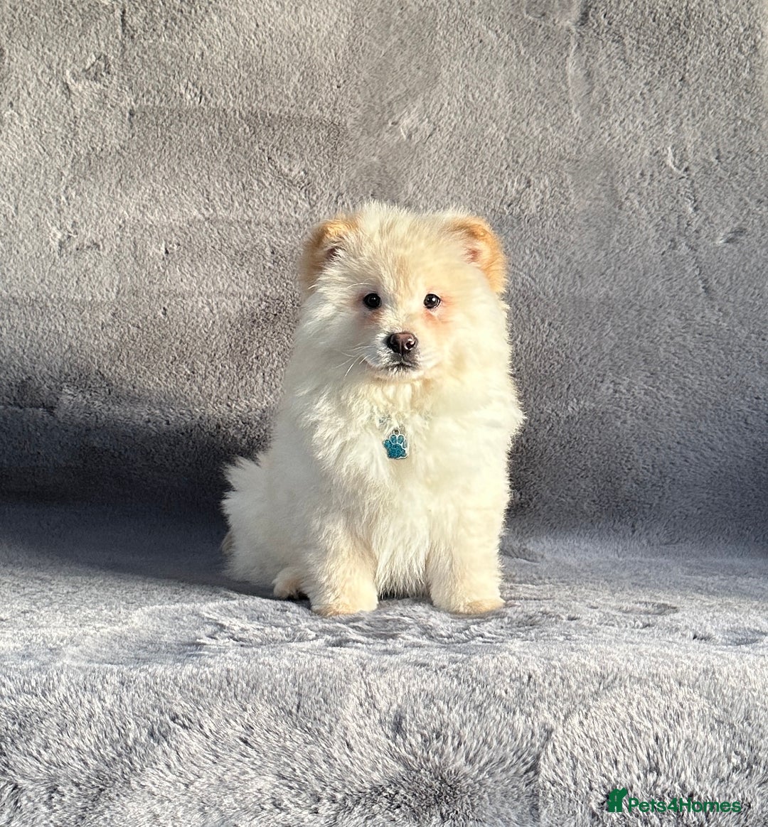 Siberian Husky dogs for sale: Stunning exotic colour chowsky puppies for sale  - Image 19
