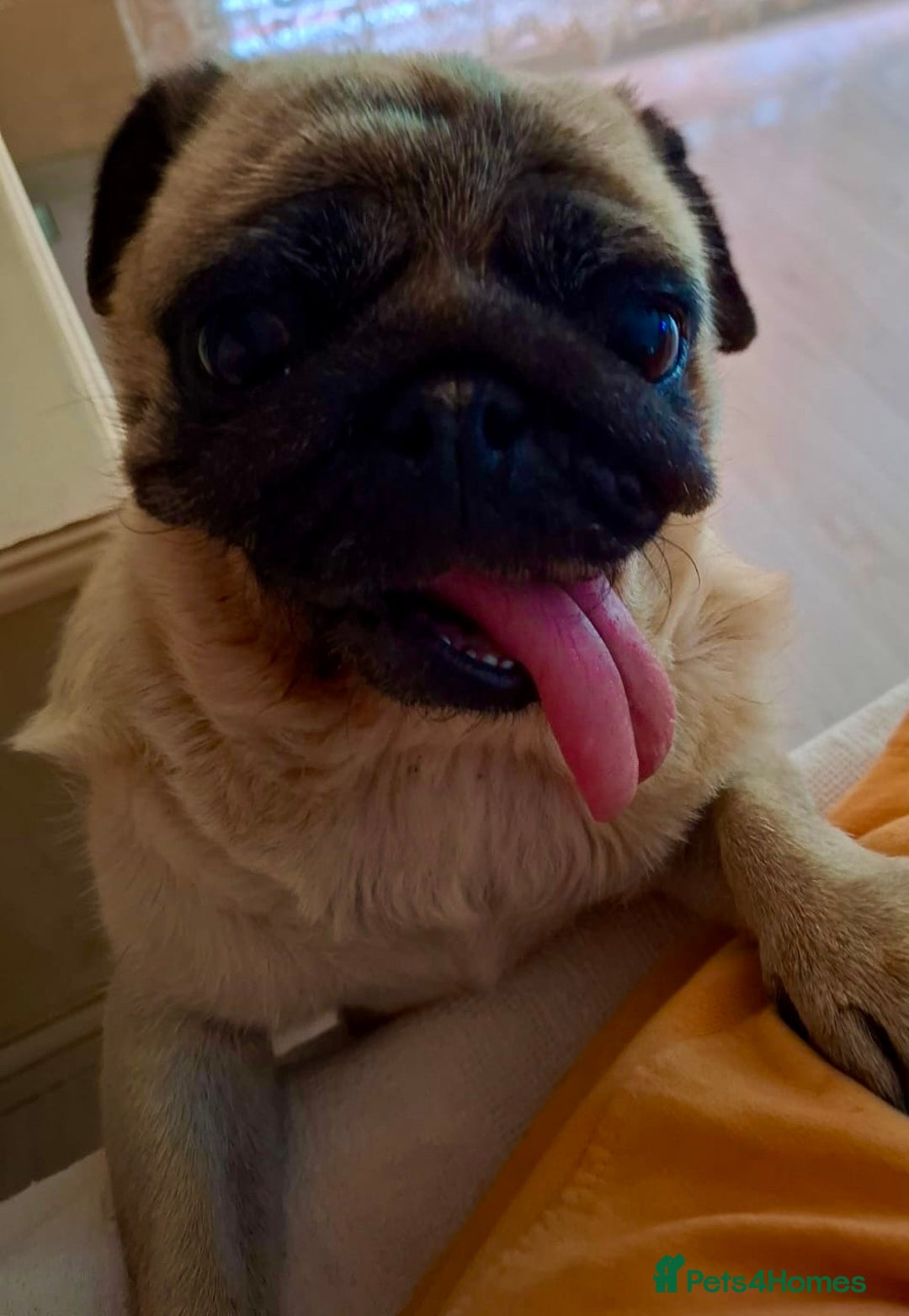 Pug dogs for adoption: Benny & Tofu: Caged, Forgotten, But Not Broken - Image 2