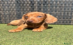 Miniature Dachshund dogs for sale: Stunning miniature dachshund puppies  - Image 5