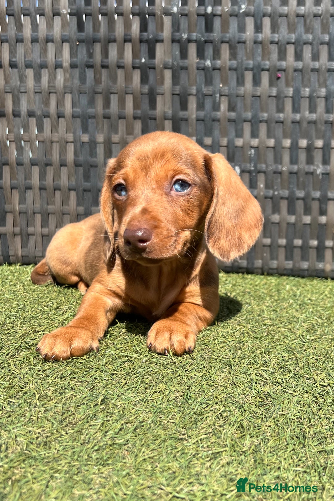 Miniature Dachshund dogs for sale: Stunning miniature dachshund puppies  - Image 5