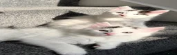 Mixed Breed cats for sale: Adorable and fluffy kittens  - Advert 4