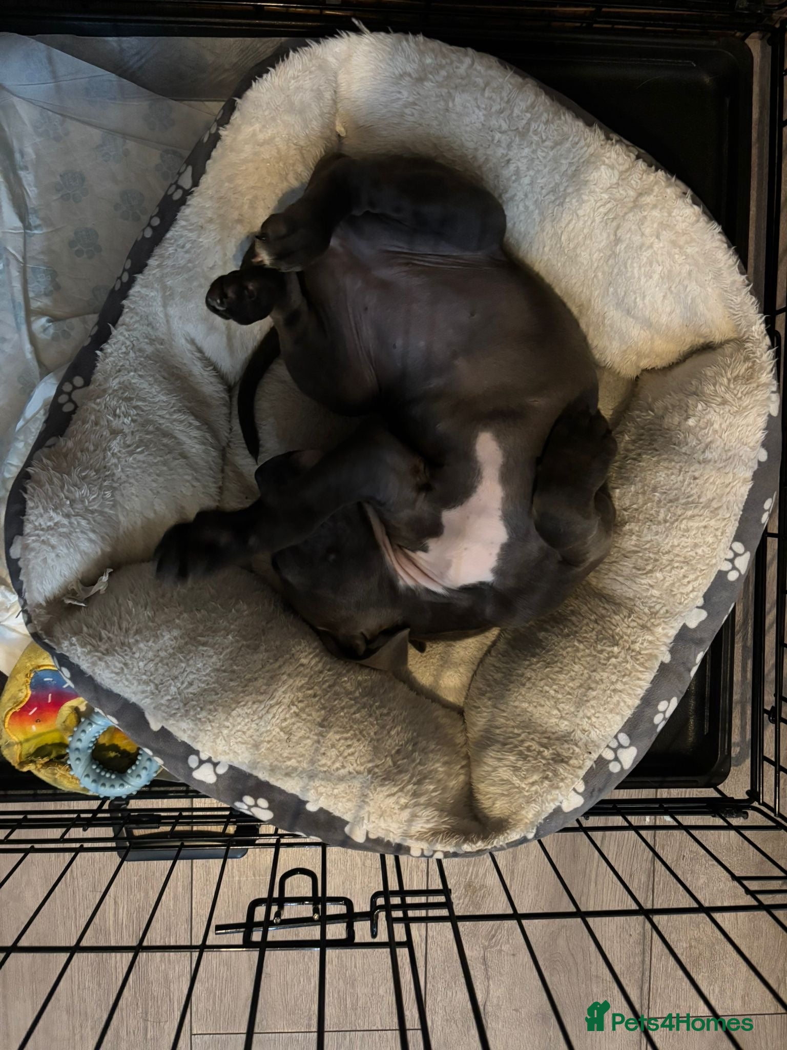 Staffordshire Bull Terrier dogs for sale: Last girl to go.  - Advert 7