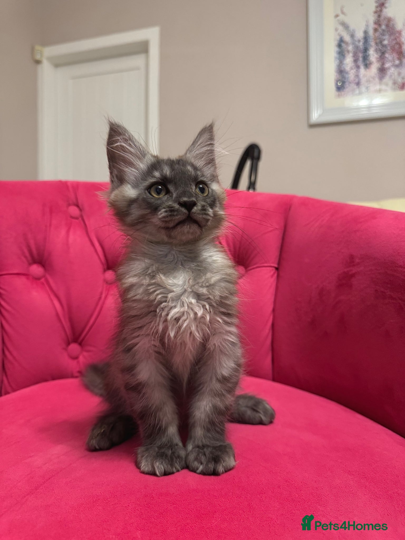 Maine Coon cats Maine Coon Kittens 🏆 20+ gen 🧬 Full Pedigree - Advert 2
