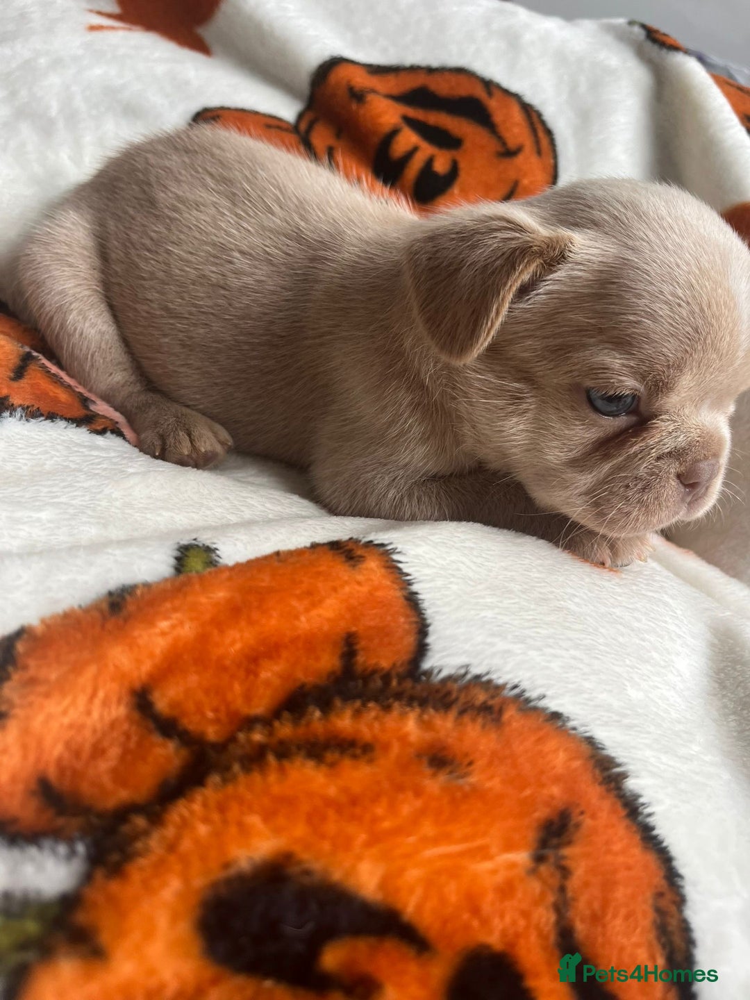 French Bulldog dogs for sale: QUALITY FRENCH BULLDOGS  - Image 11