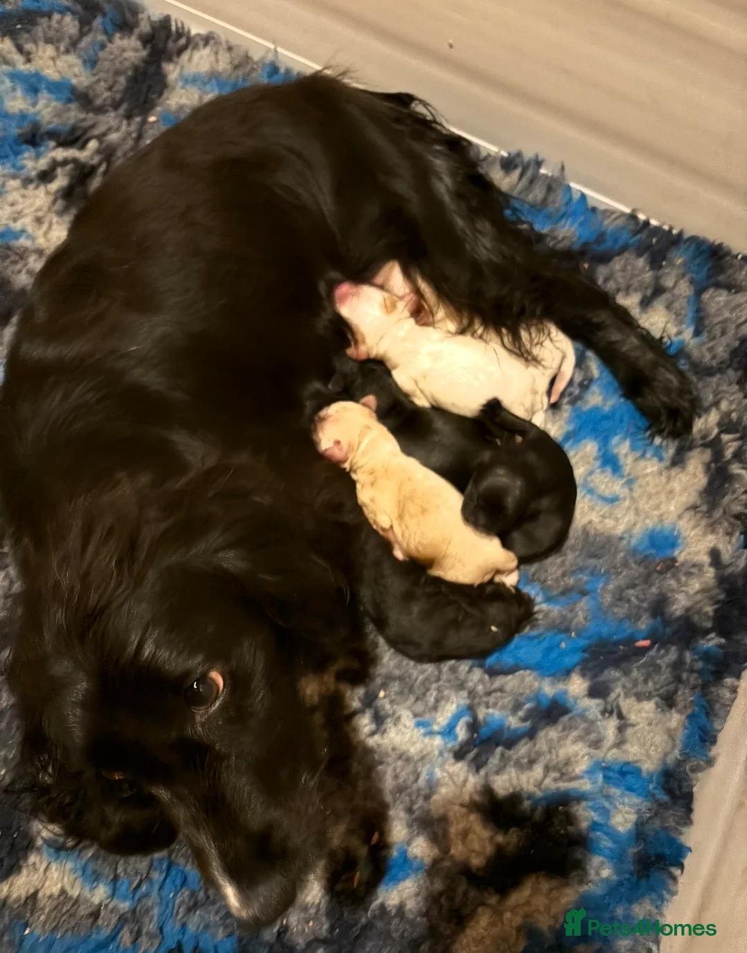 Cocker Spaniel dogs for sale: Exceptional Cocker Spaniel Puppies Legally docked in Ellesmere - Advert 9