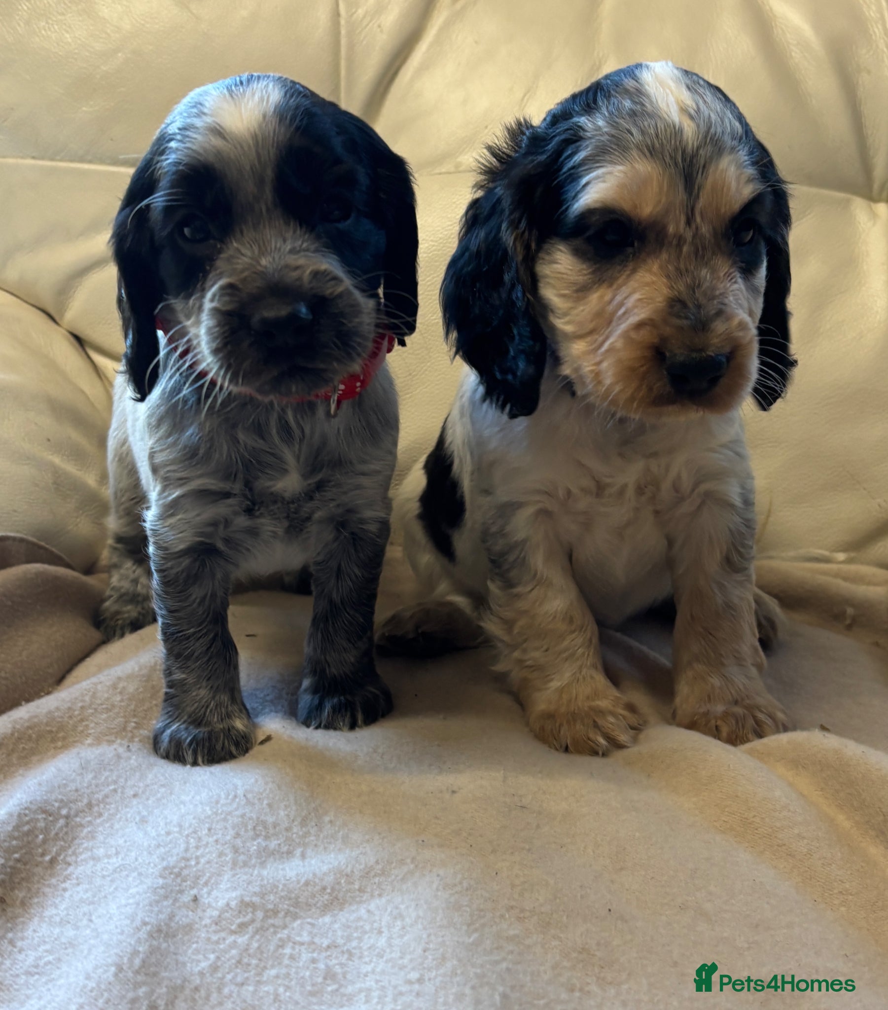 Cocker Spaniel dogs Stunning Quality Cocker Spaniel Puppies - Advert 7