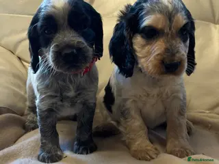 Cocker Spaniel dogs Stunning Quality Cocker Spaniel Puppies - Advert 7