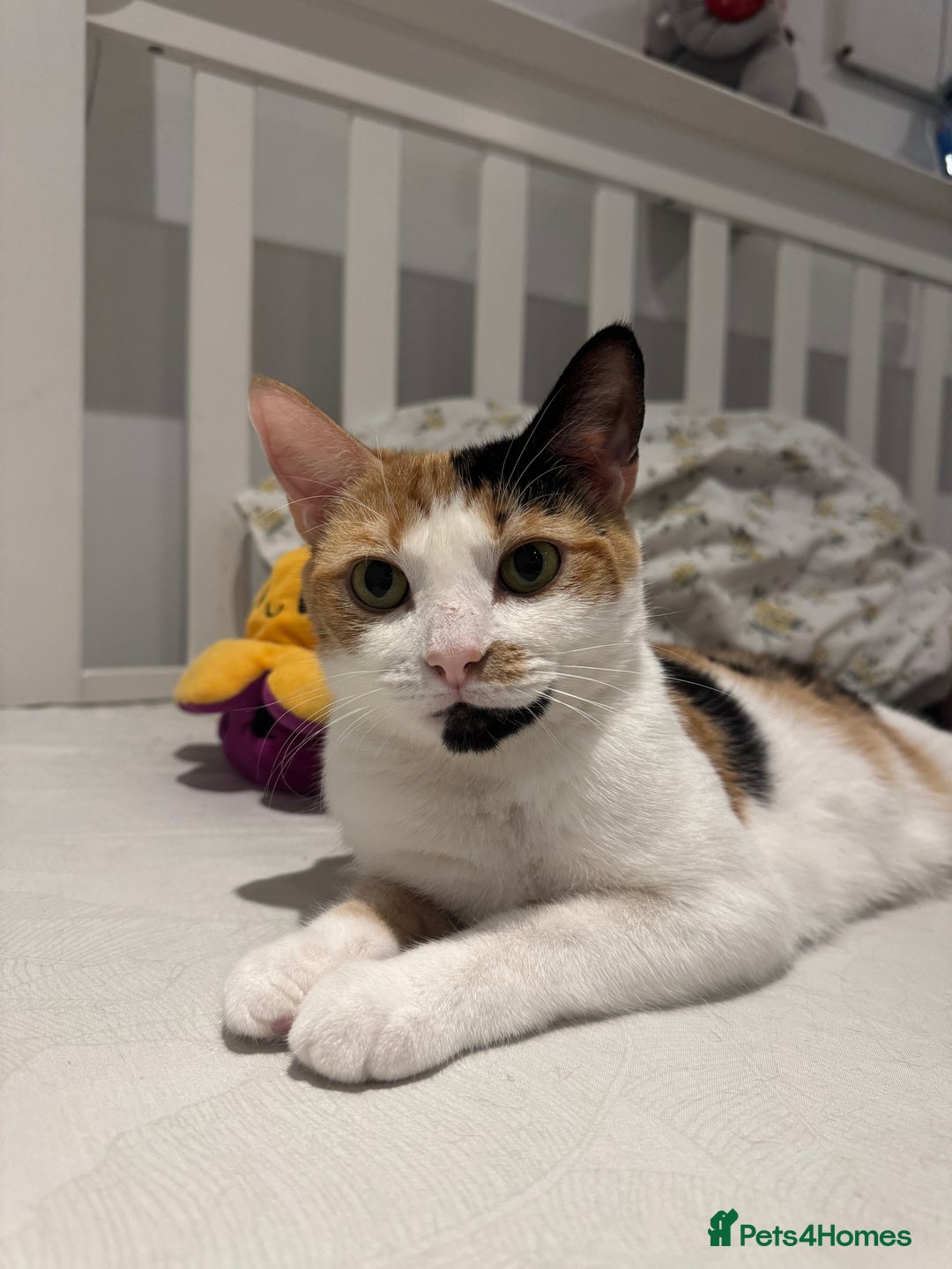 Mixed Breed cats for sale: 3 female kittens for sale  - Advert 2