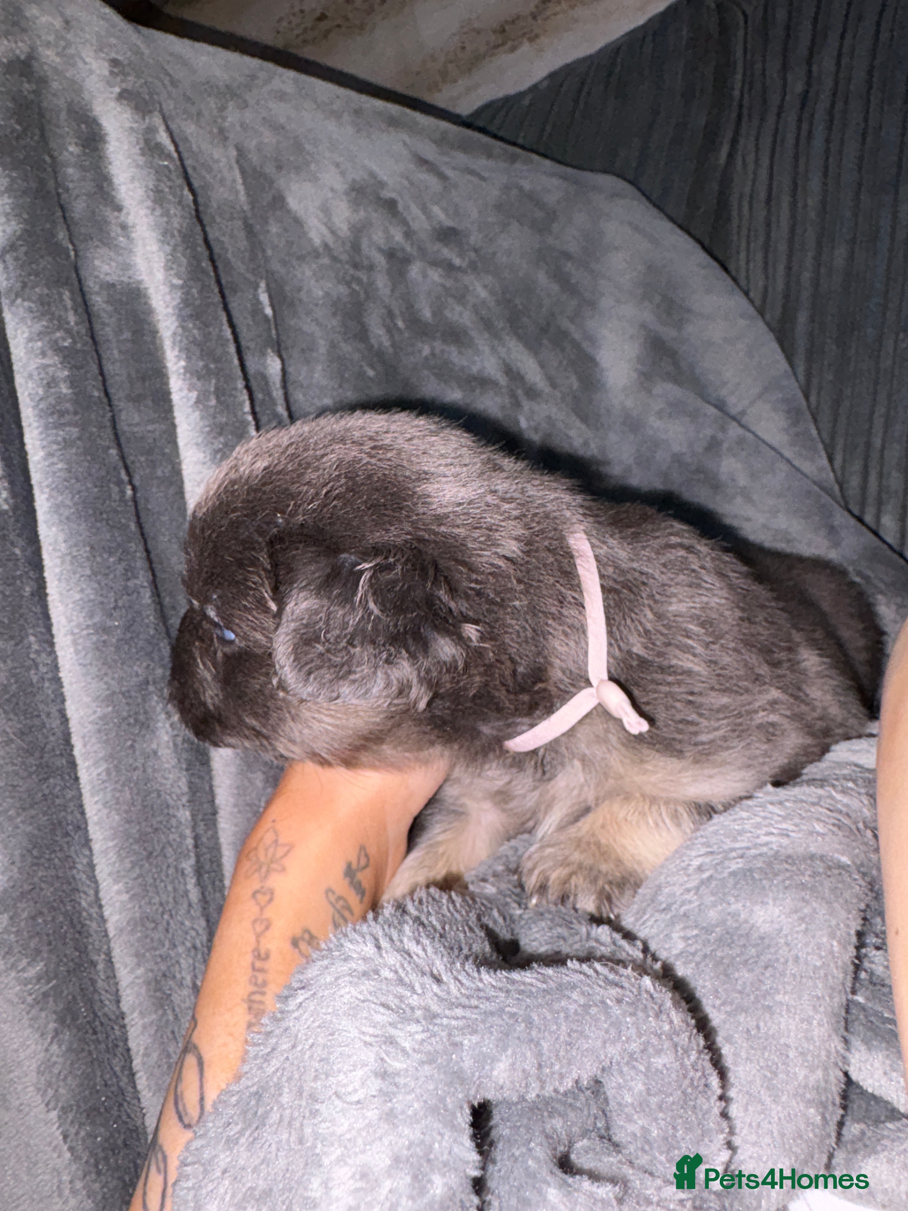 French Bulldog dogs for sale: 6 long haired French bulldogs for sale - Advert 13