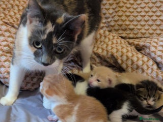 Mixed Breed cats Mixed breed - Advert 1