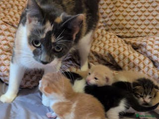 Mixed Breed cats Mixed breed - Advert 6