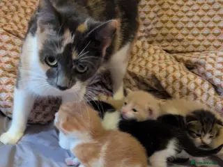 Mixed Breed cats Mixed breed - Advert 18