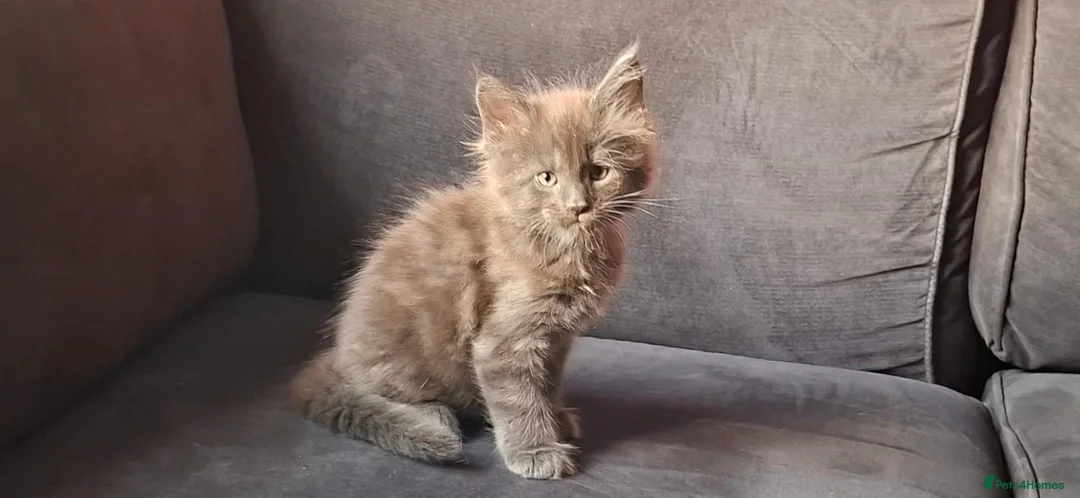 Maine Coon cats for sale: Maine Coon kittens in Manchester  (2 boys) - Advert 8