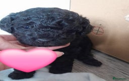 Cavapoo dogs for sale: Toy cavapoos - Image 4