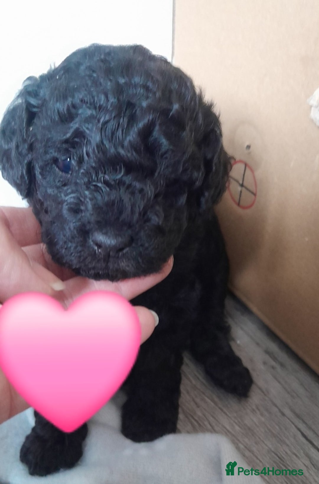 Cavapoo dogs for sale: Toy cavapoos - Image 4