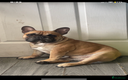 French Bulldog dogs for stud: French bulldog boy  - Image 1