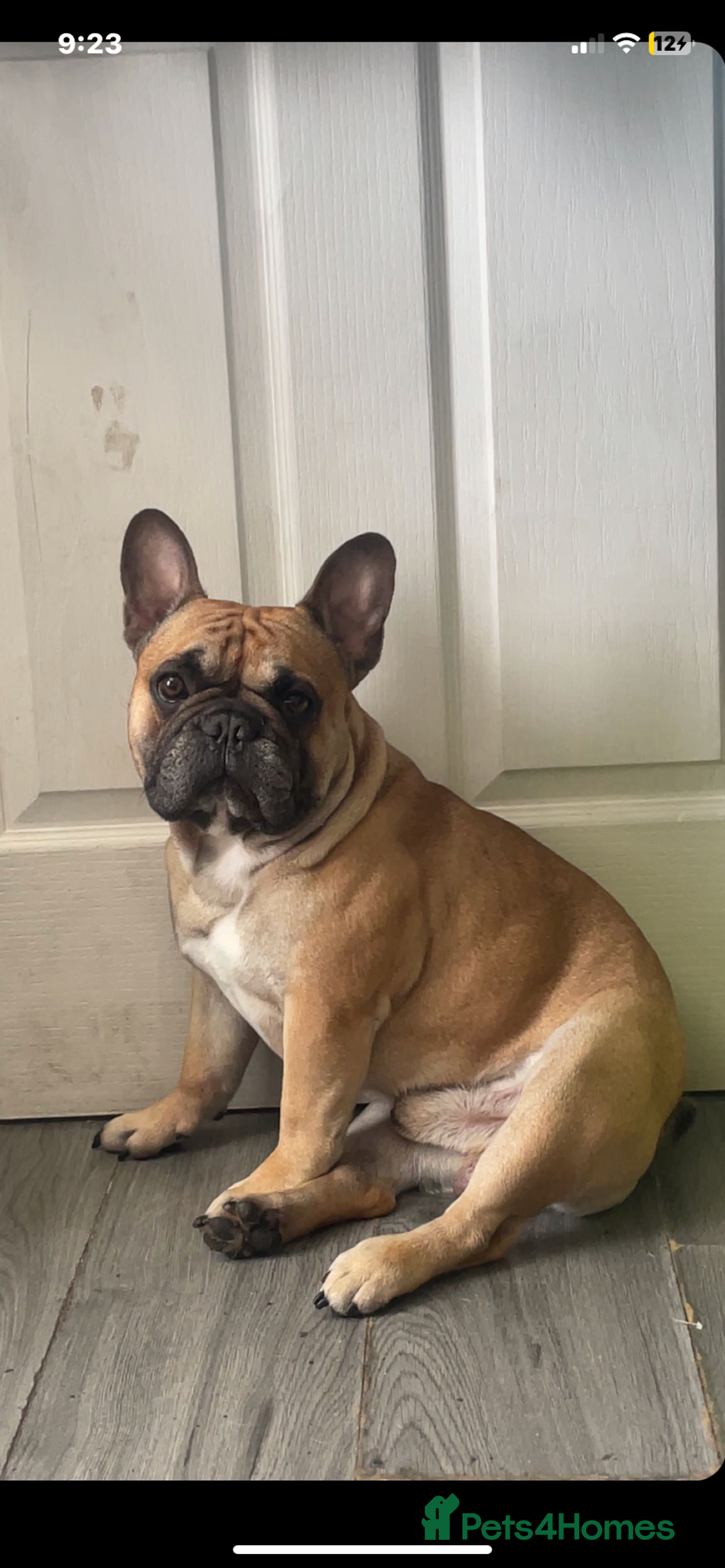 French Bulldog dogs for stud: French bulldog boy  - Image 1