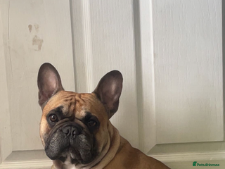 French Bulldog dogs - Advert 3