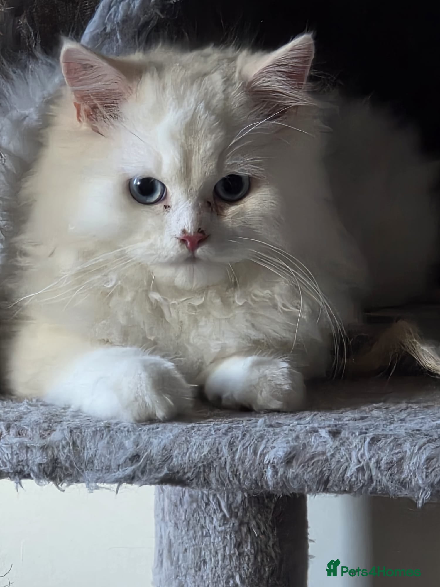 Persian cats Lovely Persian boy-- SHY - Advert 1