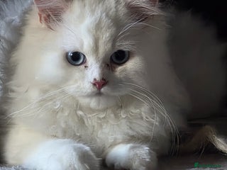 Persian cats Lovely Persian boy-- SHY - Advert 1