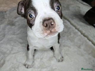 Boston Terrier dogs Beautiful and Chunky KC Bostons - Advert 1