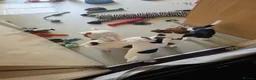 Mixed Breed dogs for sale: Jack Russell Puppies for Sale - Advert 9
