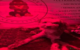 Toy Poodle dogs for sale: Tiny Asian/tiny Toy poodles🧸🤎 - Advert 5