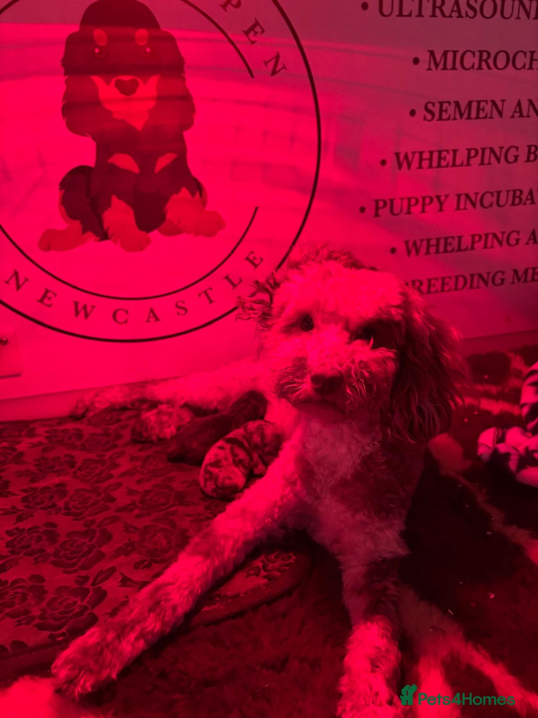 Toy Poodle dogs for sale: Tiny Asian/tiny Toy poodles🧸🤎 - Advert 5