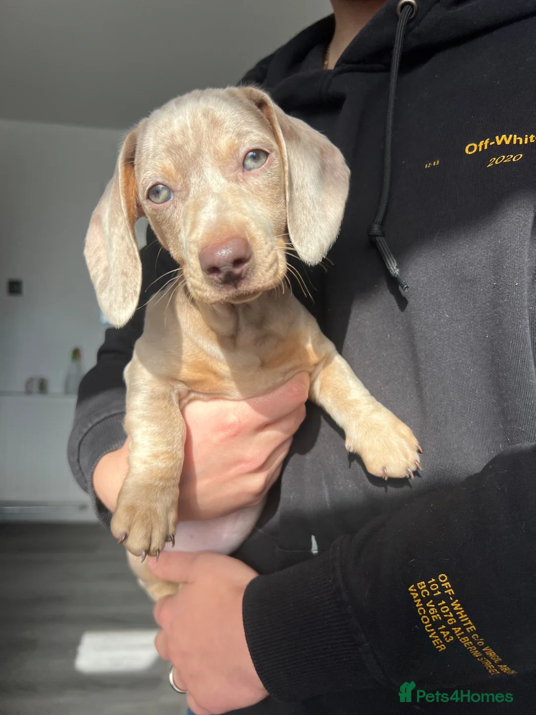 Dachshund dogs for sale: Isabella miniature - Home Raised – Ready Now  - Advert 1