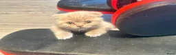 British Shorthair cats for sale: British short hair fold  - Advert 14
