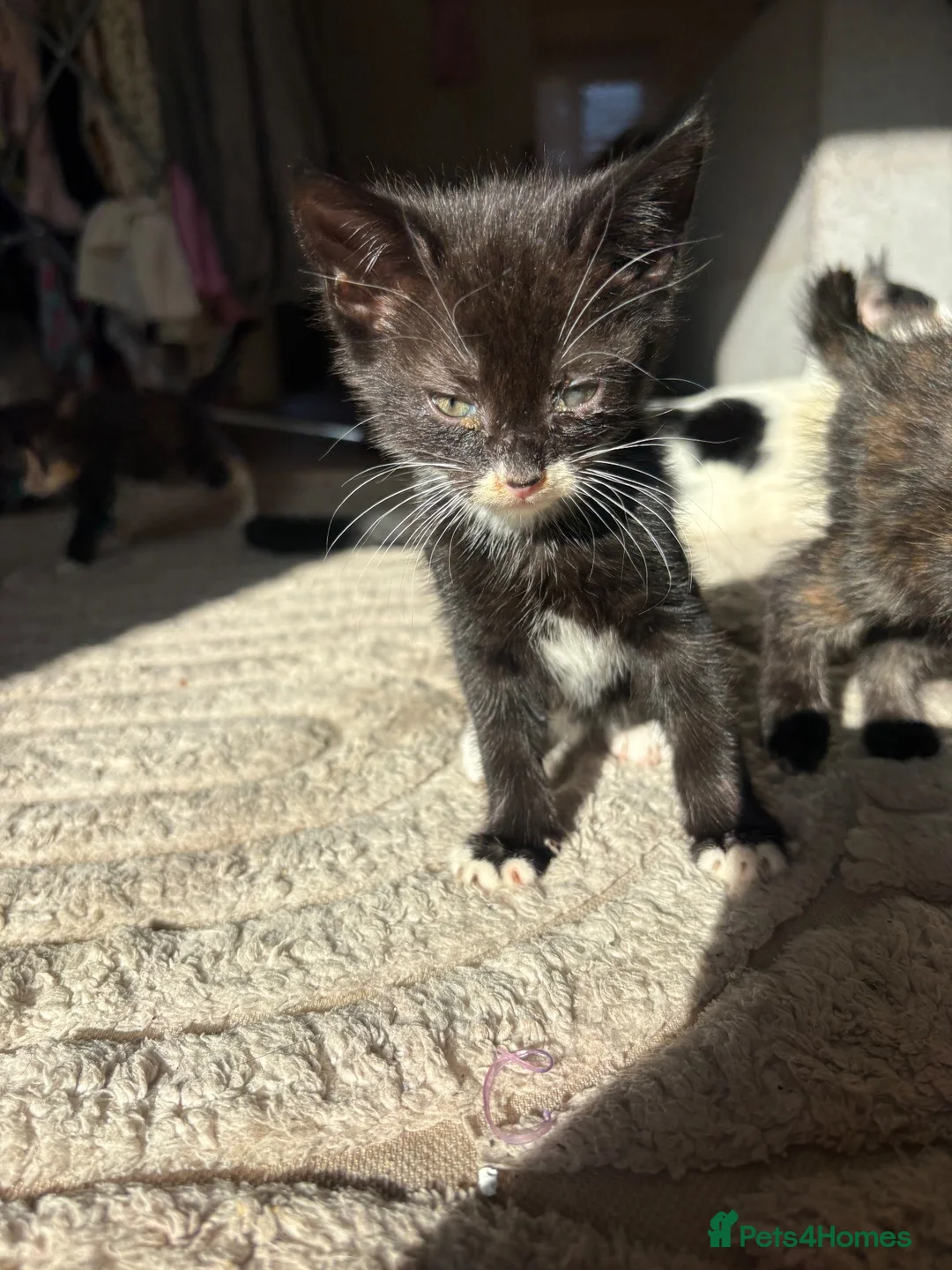 Mixed Breed cats for sale: 3 BABYS LOOKING FOR A HOME  - Advert 6