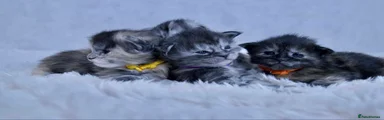 Purple collar (Everest) 