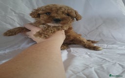 Maltipoo dogs for sale: Maltipoo puppies 5 🌟 licence breeder   - Image 4