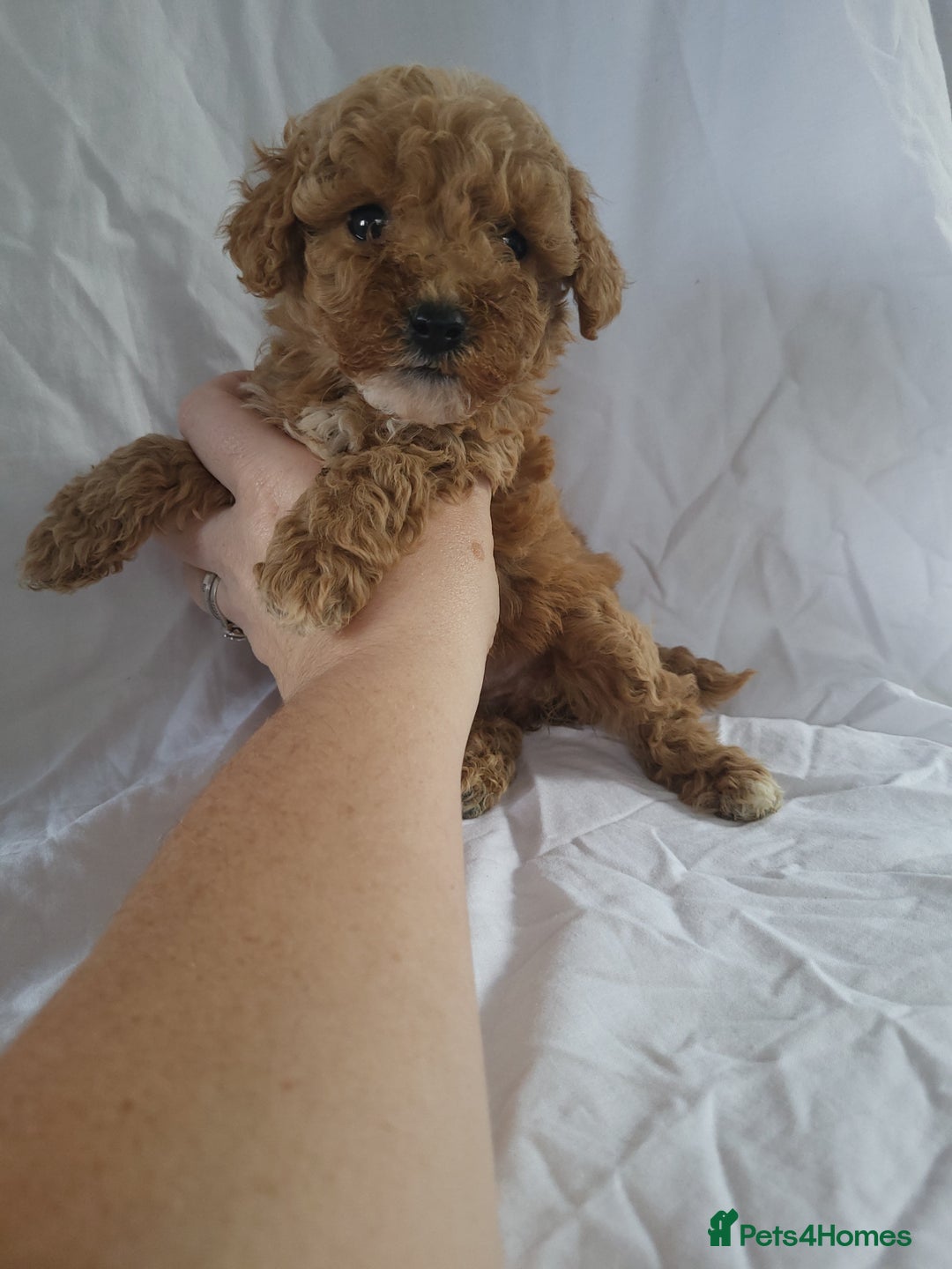Maltipoo dogs for sale: Maltipoo puppies 5 🌟 licence breeder   - Image 4