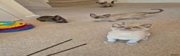 Burmese cats for sale: Pedigree Burmese Kittens - Advert 9