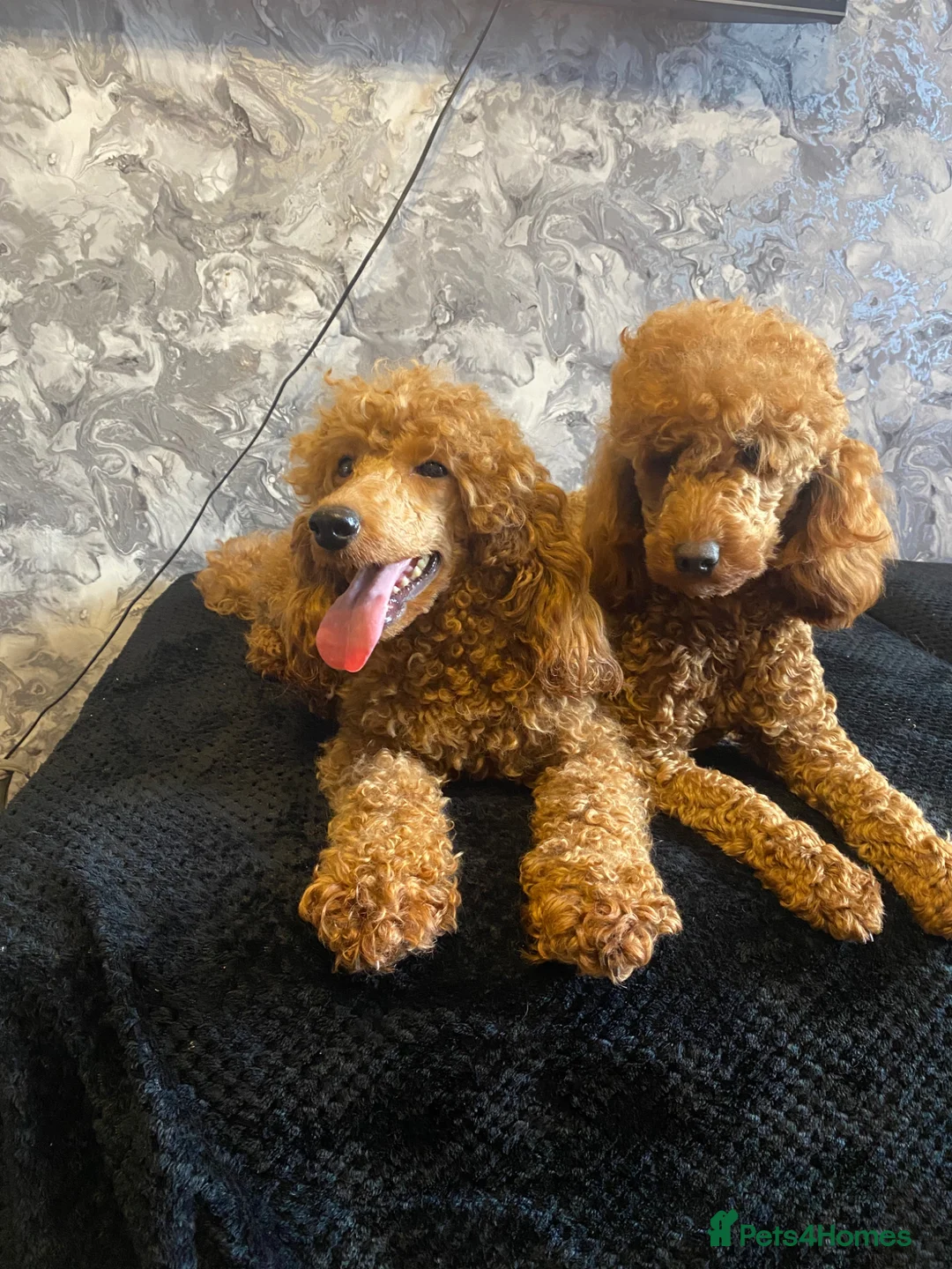 Miniature Poodle dogs for sale: Stunning Fox Red Minature Poodle Pups  - Advert 33