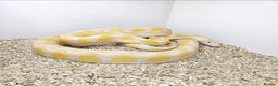 Boa Snake reptiles for sale: Retic in Lutterworth - Advert 1