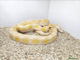 Boa Snake reptiles Retic in Lutterworth - Advert 1