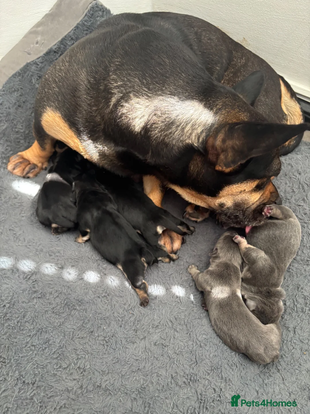 Mixed Breed dogs for sale: Beautiful puppy’s  - Advert 1