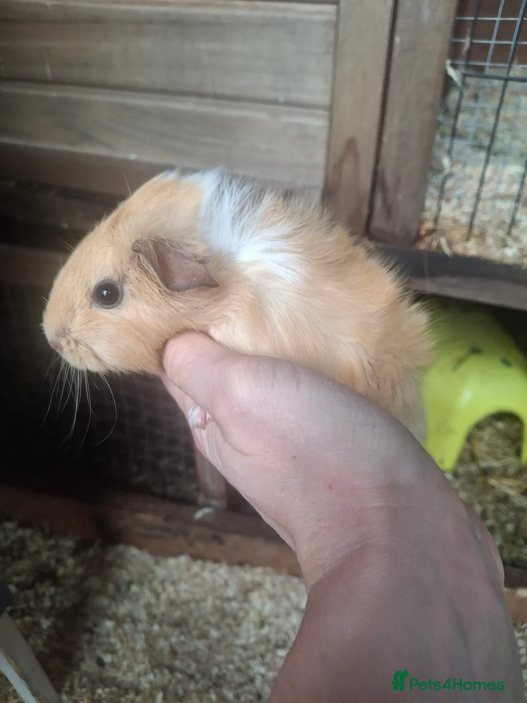 Guinea Pig rodents for sale: Guinea pig Boys - Advert 5