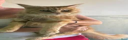 Maine Coon cats for sale: Active TICA RARE Ginger Female - Advert 7